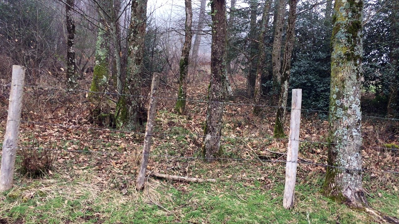Beagle harriers de l'Echo de Soulije sur la mort d'un renard