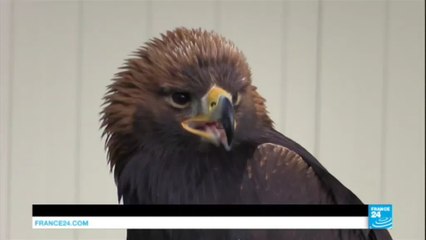 Les aigles, la nouvelle arme de lutte anti-drone de l'armée de l'air