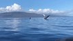 Slow-Motion Video Shows 2 Whales Breaching in Hawaii