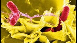 Científicos usan cepas de bacterias contra el cáncer