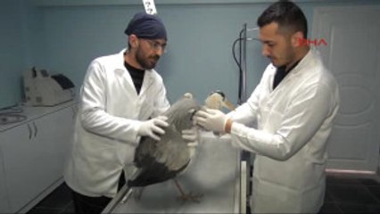 Karabük'te Yaralı Şahin ve Balıkçıl Tedaviye Alındı