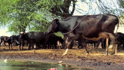 Training Video Module - De-worming & Vaccination.mp4