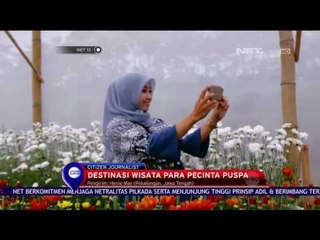 Agrowisata Kebun Bunga Krisan - NET 12