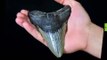 Scientists Discover Extinct Megalodon Shark in Atlantic Ocean