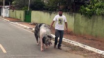 Maior Porco de Minas Gerais