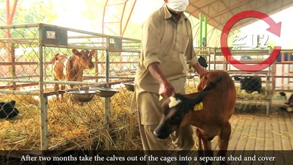 Training Video Module Calf Rearing