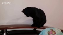 Cat does somersaults while chasing her own tail