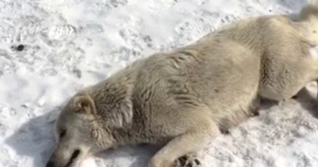 Yeni Doğum Yapan Anne Köpeği Zehirlediler