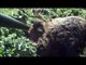 Video wild boar hunting – shot 1 wild boar 91kg