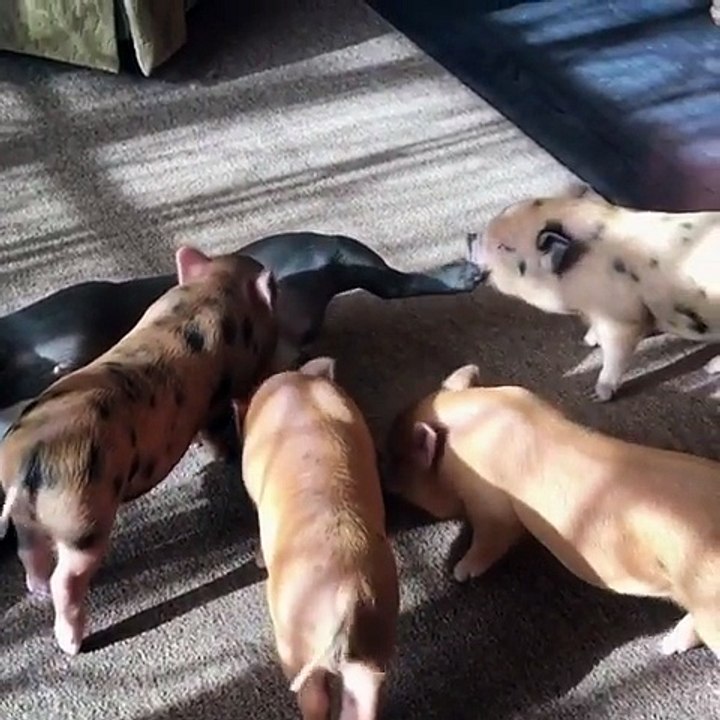 Un bulldog adore ses nouveaux copains !