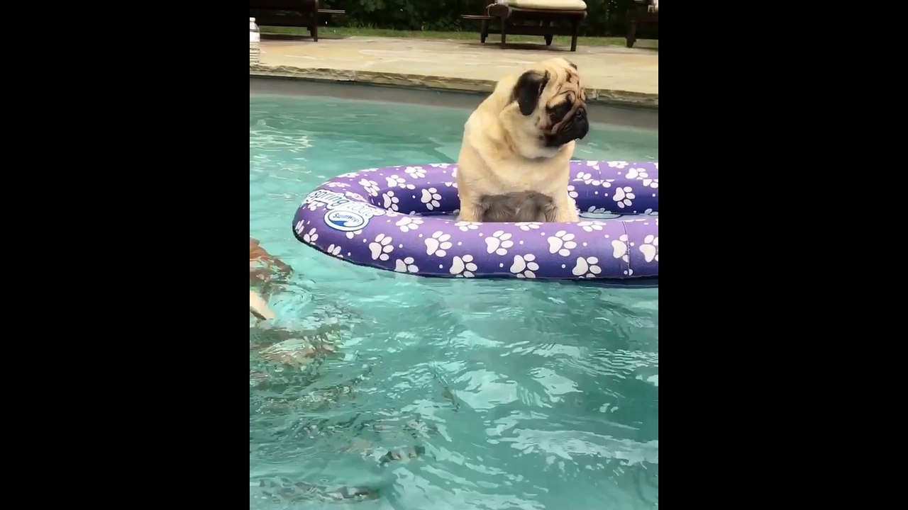 Pug puppy's priceless first swimming lesson
