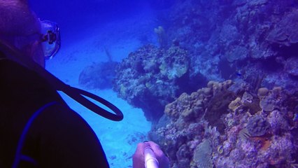 Menacing looking barracudas circle scuba divers