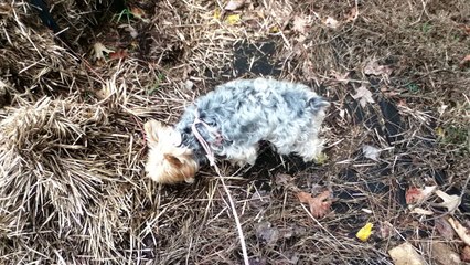 Z57 presents what can i find in the hay?