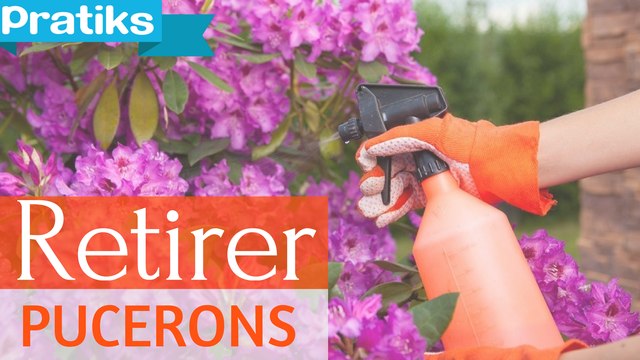 Comment enlever les pucerons de vos plantes ?