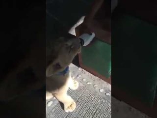 Orangutan Bottle Feeds Tiny Lion Cub