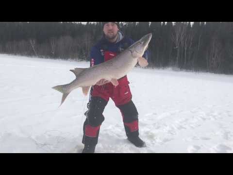 Canadian Ice Fisherman Catches Massive Pike