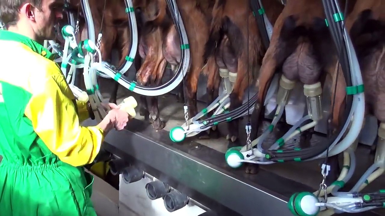 Intelligent Technology Smart Farming - Automatic milking machine, Pig insemination, Feeding