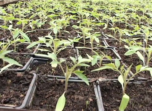 Uprkos niskoj temperaturi , nada se dobroj godini, 14. februar 2016 (RTV Bor)