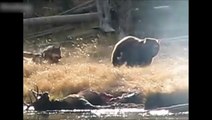 Cet ours vient voler le repas d'une meute de loups !