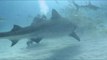 Diver Holds Tiger Shark on Scuba Adventure in the Bahamas