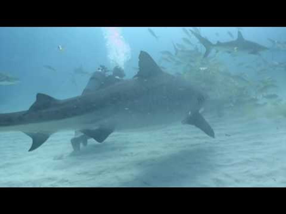 Diver Holds Tiger Shark on Scuba Adventure in the Bahamas