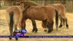 Kebun Binatang La Menagerie, Rumah Dari 180 Spesies Binatang - NET24