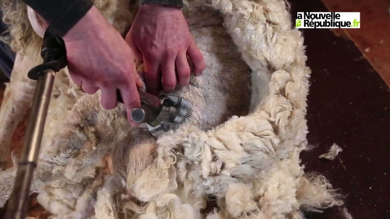VIDEO : Chèvres, boucs, à poil pour la Saint-Valentin à Mont-près-Chambord !