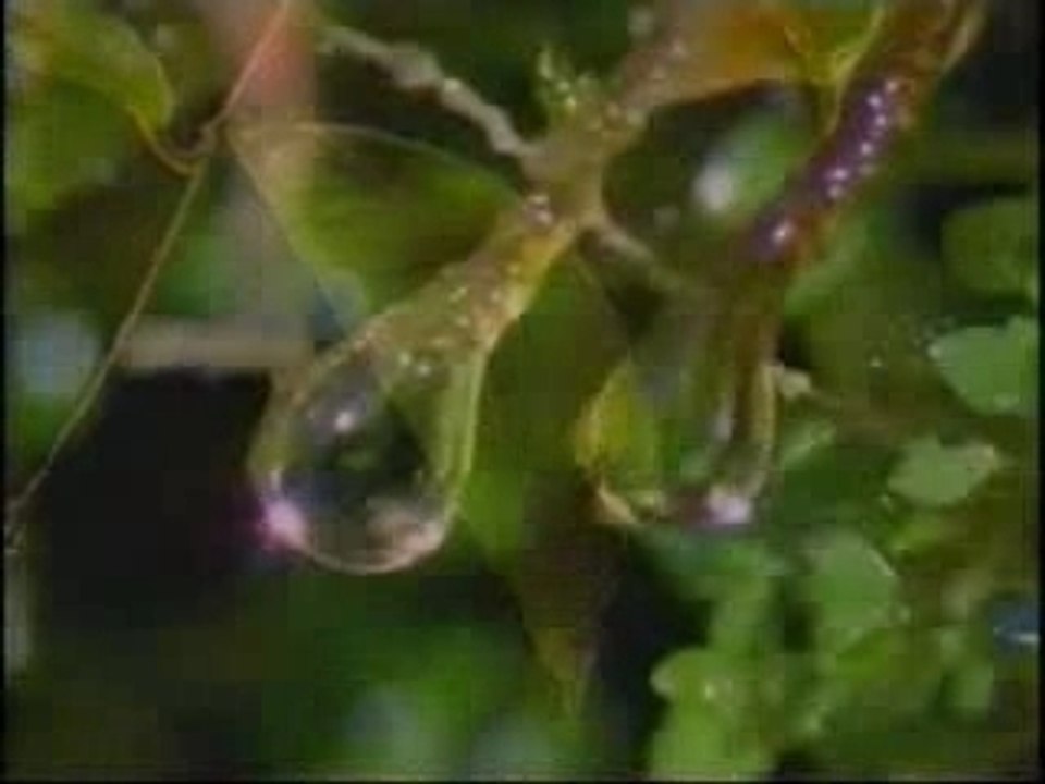 MIRACLE DU CORAN-LA PROPORTION DE PLUIE