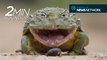 Trump freezes species protections, skin-shedding geckos & a bullfrog surprise