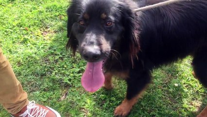 Balade de St-Valentin pour les chiens du refuge de l'Angoumois