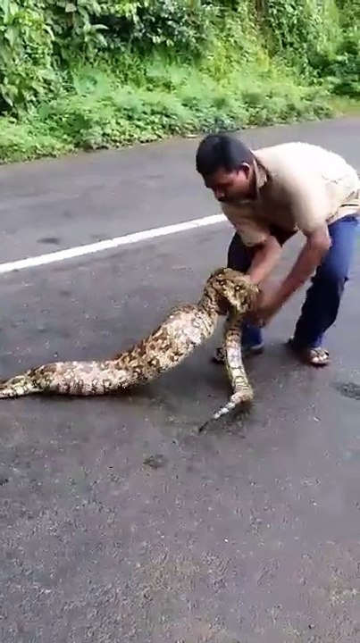 snake swallowed two lambs