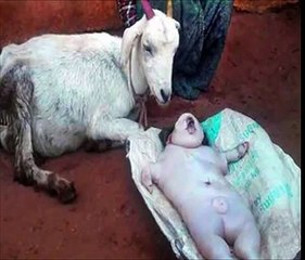 OMG ! Goat gives birth to human baby, MIRACLE OR GENETIC DISORDER