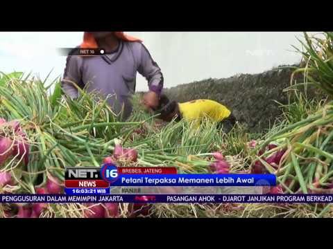 Bencana Bajir : Rendam Ratusan Hektar Tanaman Bawang, Mengganggu Siswa di Hari Ujian - NET 16