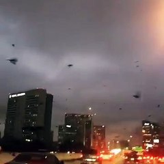 Huge Flock of Birds Take Over City
