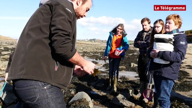 Pêche à pied. A la découverte des coquillages et crustacés à Barnénez