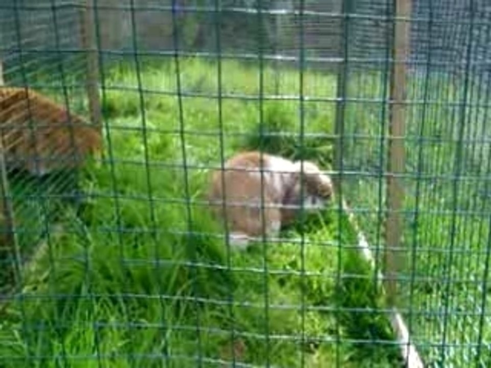 Milo in the rabbit run