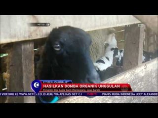 Kawasan Domba Terpadu Pandeglang - NET 10