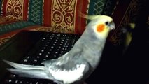 Konuşan sultan papağanı Fıstık