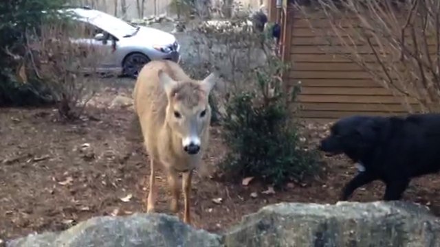 Black Labrador Befriends A Deer