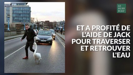 Cet irlandais a sauvé un cygne croisé en pleine rue