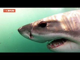 Google and M&C Saatchi discuss Clever Buoy: an automated way to prevent shark attacks