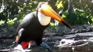 TUCANO TOCO