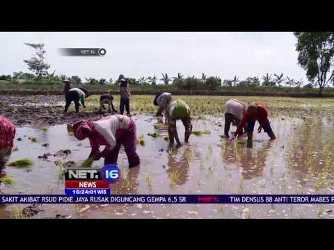 Proyek Cetak Sawah Kementrian BUMN Berujung Rasuah - NET 16