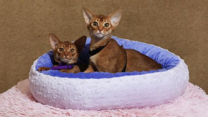 141st Westminster Kennel Club Dog Show