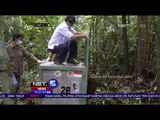 Yayasan Bos Lepas Liarkan 6 Orangutan di Kalimantan Timur - NET5