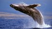 As incríveis baleias Jubarte, animais marinhos, Animais