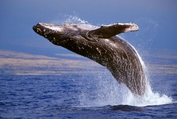 As incríveis baleias Jubarte, animais marinhos, Animais