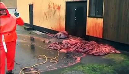 Explosion d'une baleine échouée