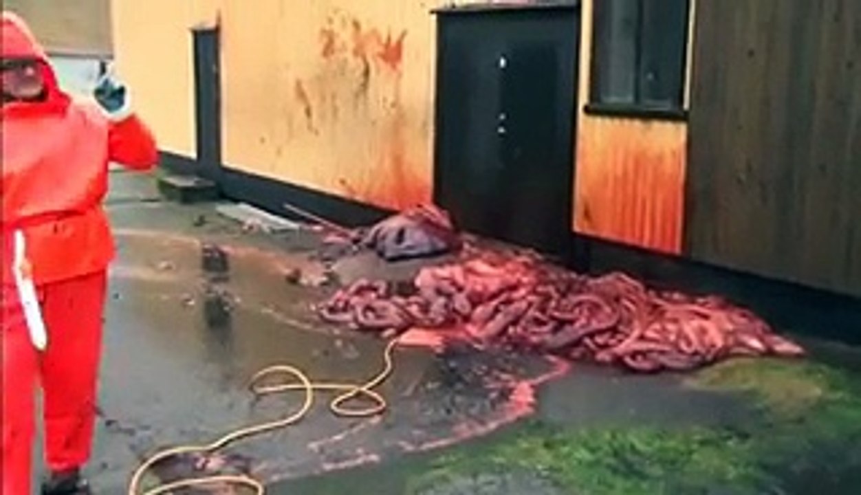 Explosion d'une baleine échouée
