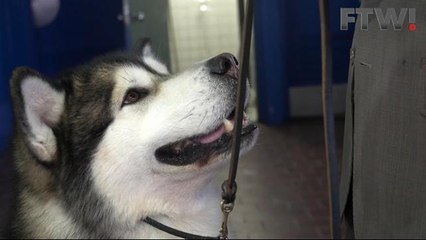 How to walk a dog at Westminster